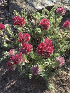 Anthyllis montana Rubra