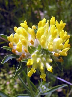 Anthyllis vulneraria