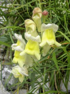 Antirrhinum braun-blanquetii, Muflier
