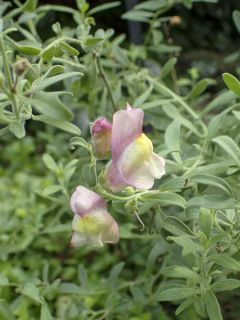 Antirrhinum hispanicum, Muflier