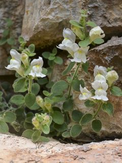 Antirrhinum molle, Muflier