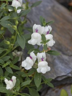 Antirrhinum sempervirens, Muflier