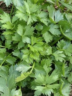 Per-cel - Céleri persil