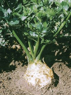 Céleri-Rave Alba AB - Ferme de Ste Marthe