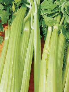Céleri Géant Doré Amélioré - Apium graveolens