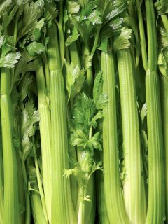 Céleri-branche Giant Pascal