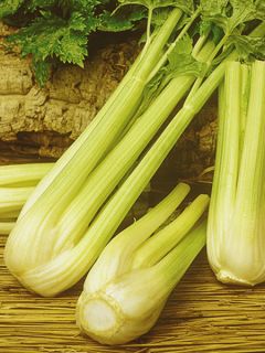 Céleri à côtes 'Golden Spartan'