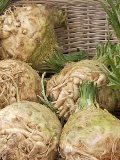 Céleri rave Goliath - Apium graveolens