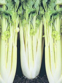 Céleri Lathom Self Blanching - Apium graveolens
