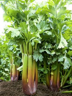 Céleri à côtes 'Martine'