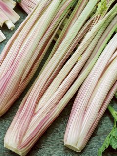 Céleri Peppermint Stick Bio - Ferme de Sainte Marthe