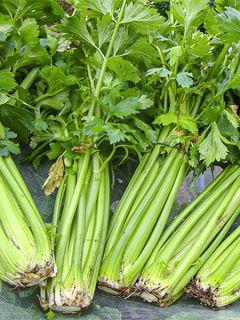 Céleri Tall Utah 52/70 AB - Ferme de Ste Marthe