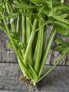 Céleri Tango F1 - Apium graveolens