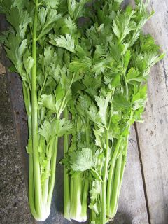 Céleri à couper vert foncé Westlandse - Apium graveolens