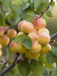 Aprium® Cot'n Candy® - Scion en racines nues