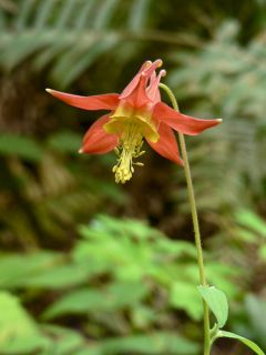 Ancolie, Aquilegia formosa