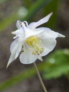 Ancolie, Aquilegia fragrans