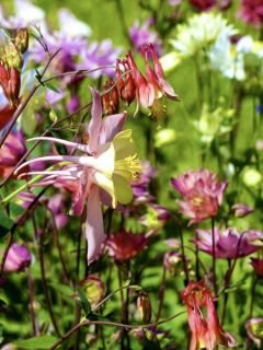 Graines d'Aquilegia x hybrida Crown Jewels Mixed - Ancolie des jardins hybride en mélange