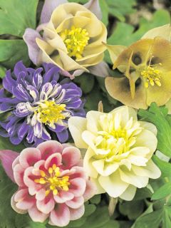 Graines d'Aquilegia Sweet Rainbows - Ancolie des jardins hybride en mélange