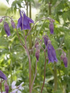 Ancolie, Aquilegia rockii