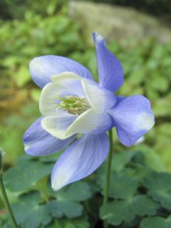 Ancolie, Aquilegia sibirica
