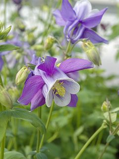 Ancolie, Aquilegia Songbird Series Bunting