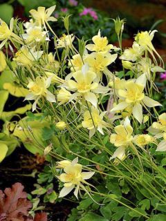 Ancolie, Aquilegia Songbird Series Goldfinch