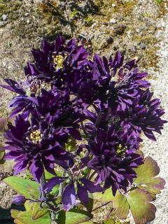 Ancolie  Clementine Dark Purple - Aquilegia vulgaris