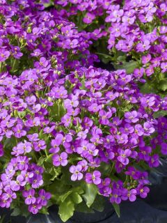 Arabis caucasica Roselite