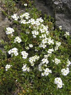 Arabis scopoliana