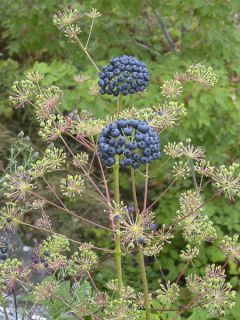 Aralia nudicaulis - Aralie à tige nue