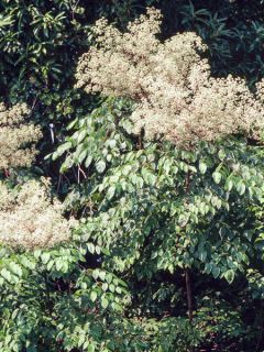 Aralia spinosa - Angélique épineuse.
