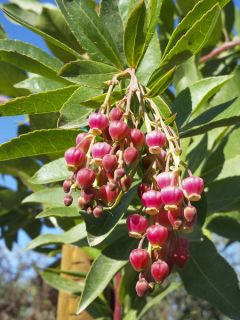 Arbutus Marina - Arbousier 