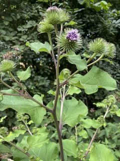 Barbane NT - Ferme de Ste Marthe