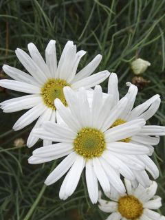 Argyranthemum Chelsea Girl
