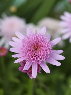 Argyranthemum Vancouver