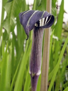 Arisaema concinnum - Plante cobra