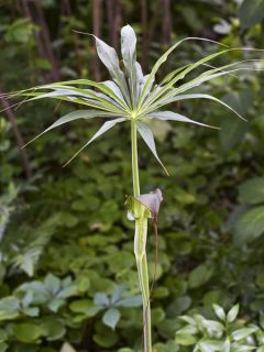 Arisaema consanguineum