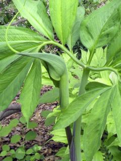 Arisaema dracontium