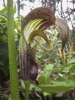 Arisaema elephas