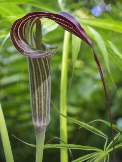 Arisaema erubescens
