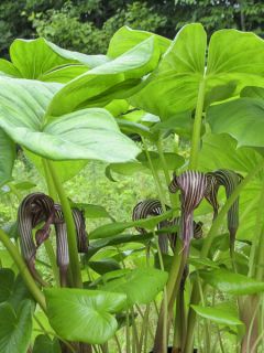Arisaema fargesii