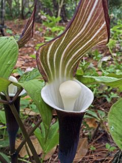Arisaema sikokianum