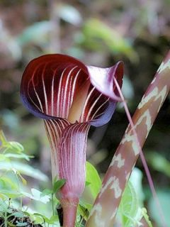 Arisaema speciosum