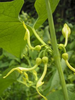 Aristolochia clematitis, Aristoloche clématite