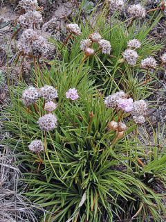 Gazon d'Espagne, Armeria welwitschii