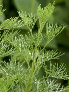 Plante cola - Artemisia abrotanum var.maritima en plant