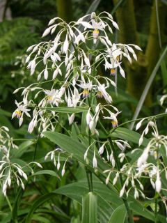 Arthropodium cirratum Matapouri Bay
