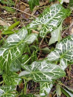 Arum italicum ssp. Italicum Marmoratum
