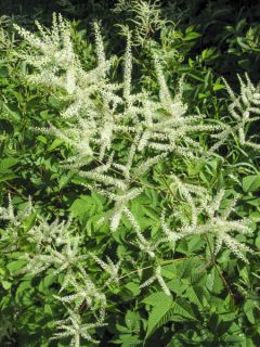 Aruncus diocus var. kamtschaticus, Barbe de Bouc